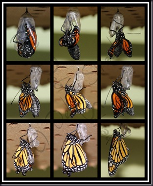 monarch collage_blog