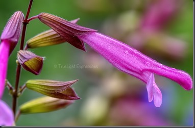 hot lips salvia2.jpg_tweeked-movavi_pe